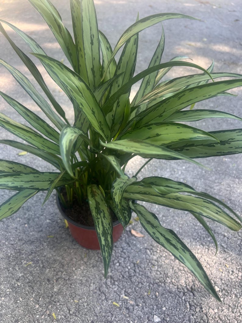 TropicalplantsFL Aglaonema Cutlass - Thumbnail 5