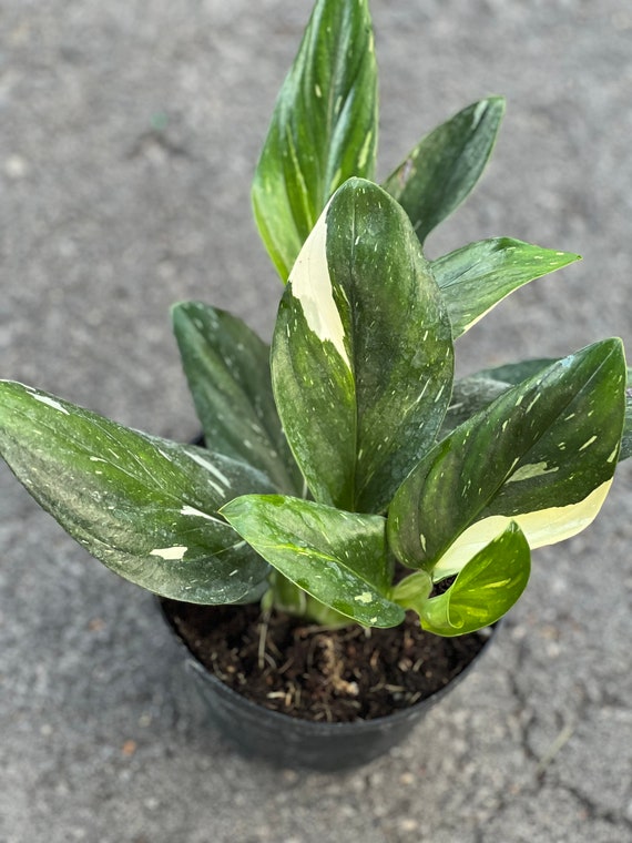 philodendron white star Buy Rare Philodendron White Princess main image 0