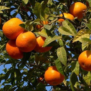 Minneola tangelo in Half Gallon Pot, Honeybell,  Florida Shipping Only