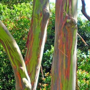 Rainbow Eucalyptus, deglupta, in half gallon Pot