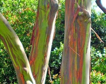 Rainbow Eucalyptus, deglupta, in half gallon Pot