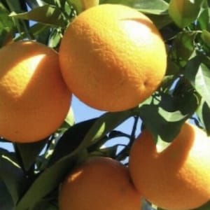 Washington Navel Orange Tree in half Gallon Pot, Grafted,  Florida Shipping Only