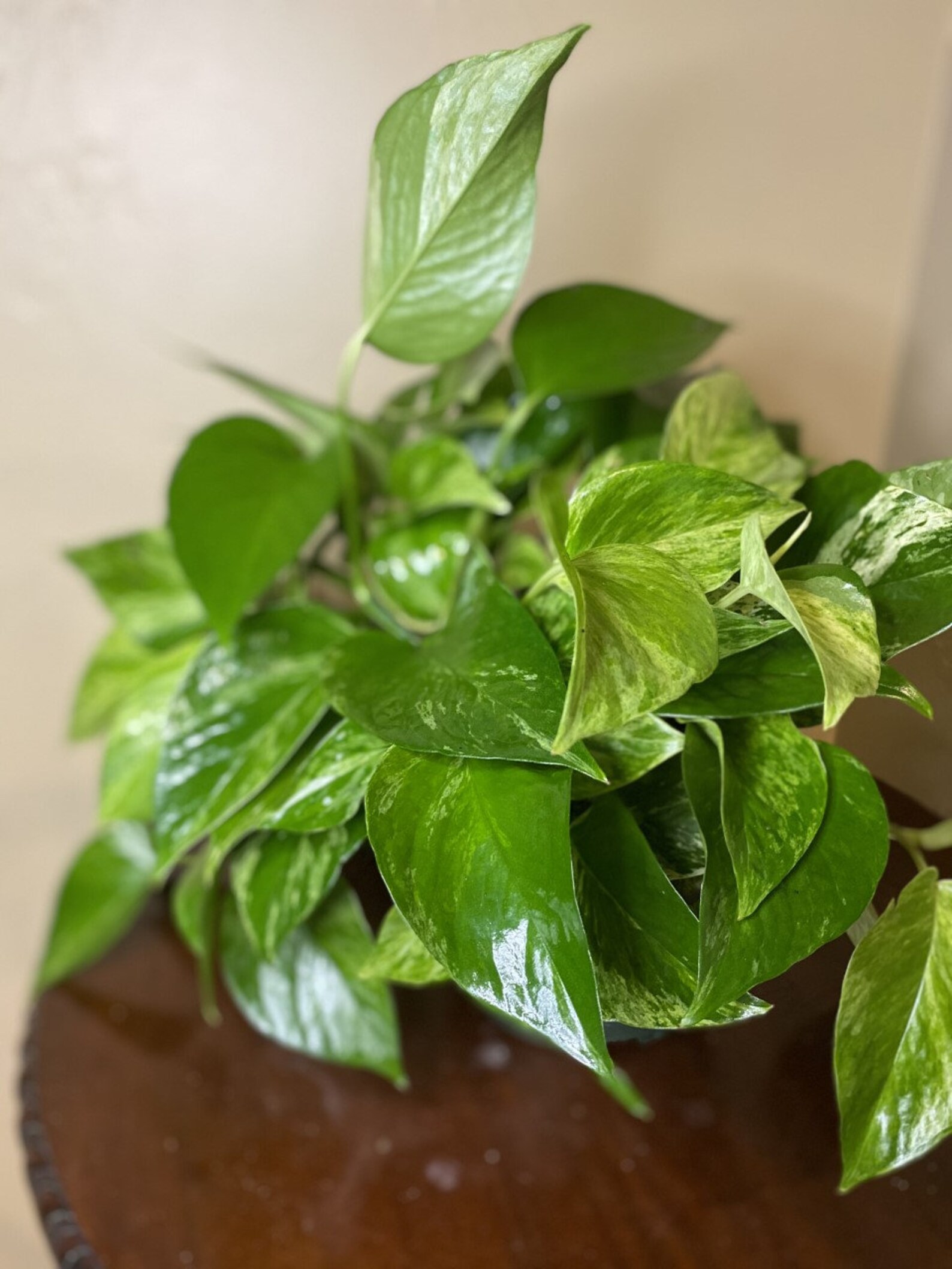 Golden Pothos Air Purifying Live Air Purifyinghouse Etsy