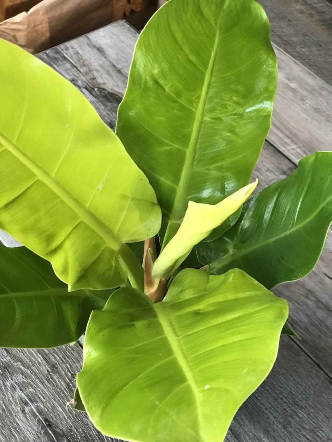 Philodendron Moonlight Large 6 pot image 1