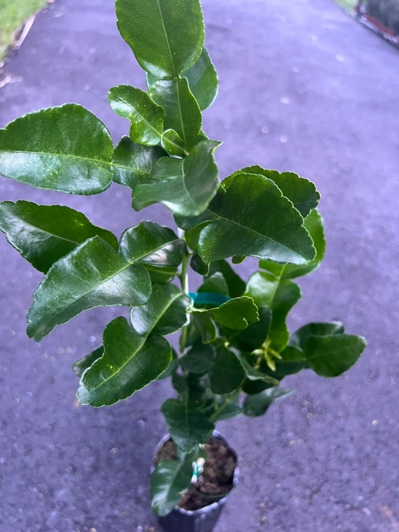 Puede incluir: Un &aacute;rbol de lima kaffir en maceta con hojas verdes. El &aacute;rbol est&aacute; en una maceta de pl&aacute;stico negra con tierra marr&oacute;n.