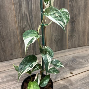 Epipremnum Aurea Variegated for sale at Plant Petite. — Plant Petite
