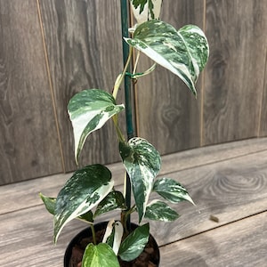May include: A variegated houseplant with white and green leaves growing up a green stake in a black pot.