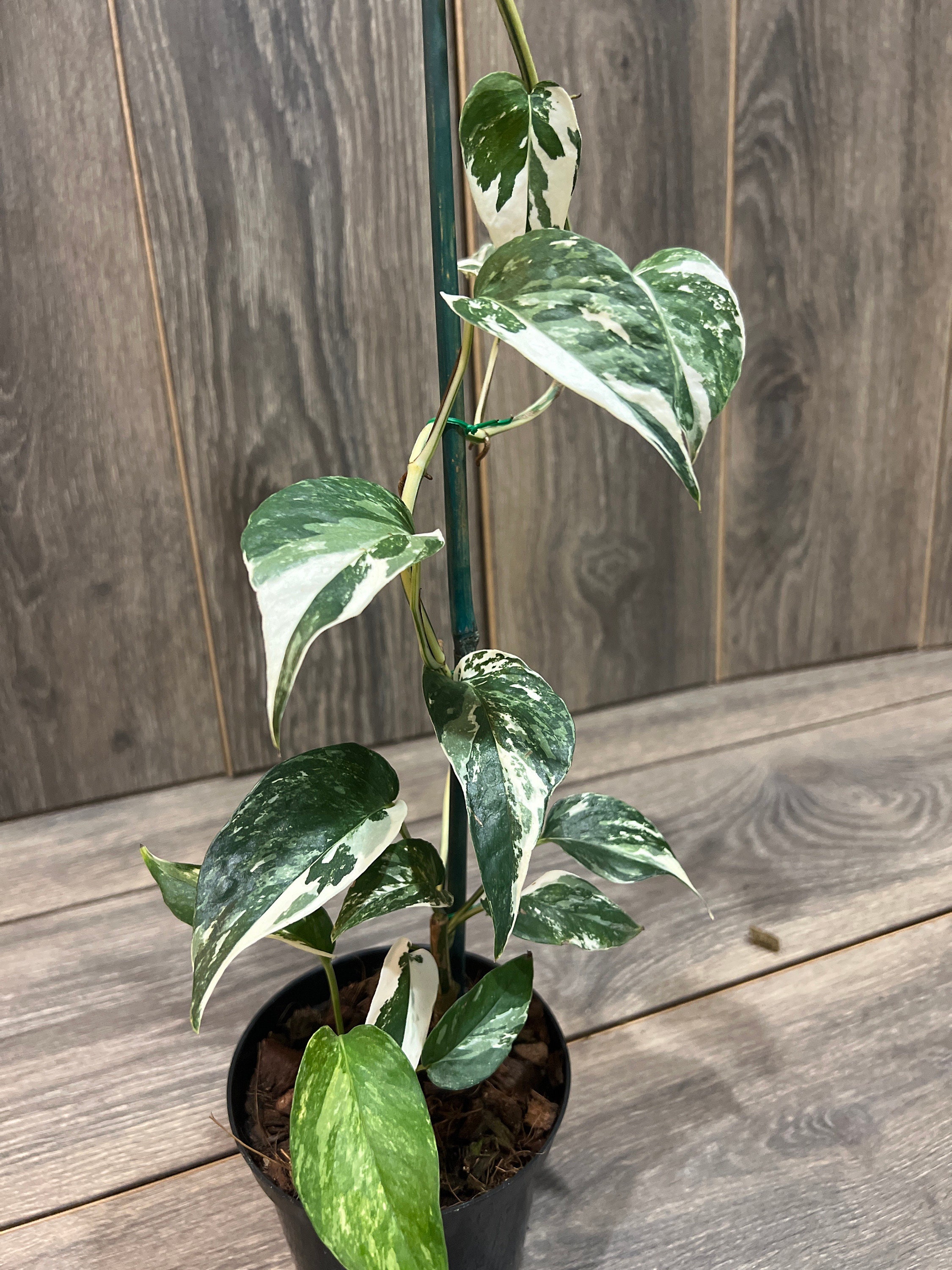 Epipremnum Pinnatum Variegated - Mature size – Aroid Market