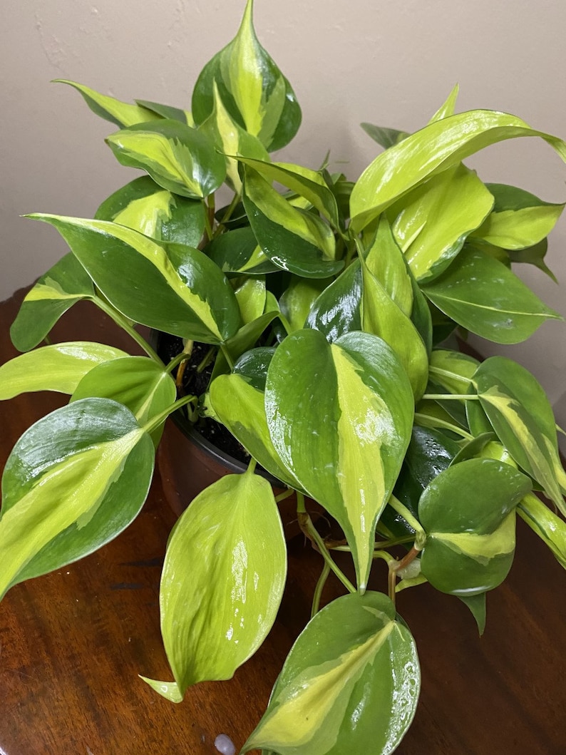Philodendron Brasil. in 6 pot philodendron image 1