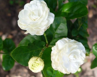 Jasmine Grand Duke in 6&quot; Pot Pot, Fragrance, Flowers and Brilliant Green Leaves