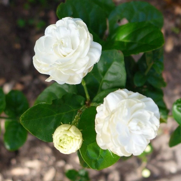 Jasmine Grand Duke in 6" Pot Pot, Fragrance, Flowers and Brilliant Green Leaves