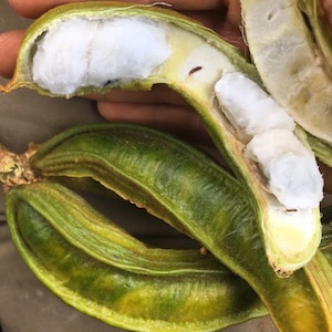 May include: Close-up of a green and yellow fruit pod split open to reveal white, fluffy pulp inside. The pod is slightly curved and has a smooth, shiny surface.
