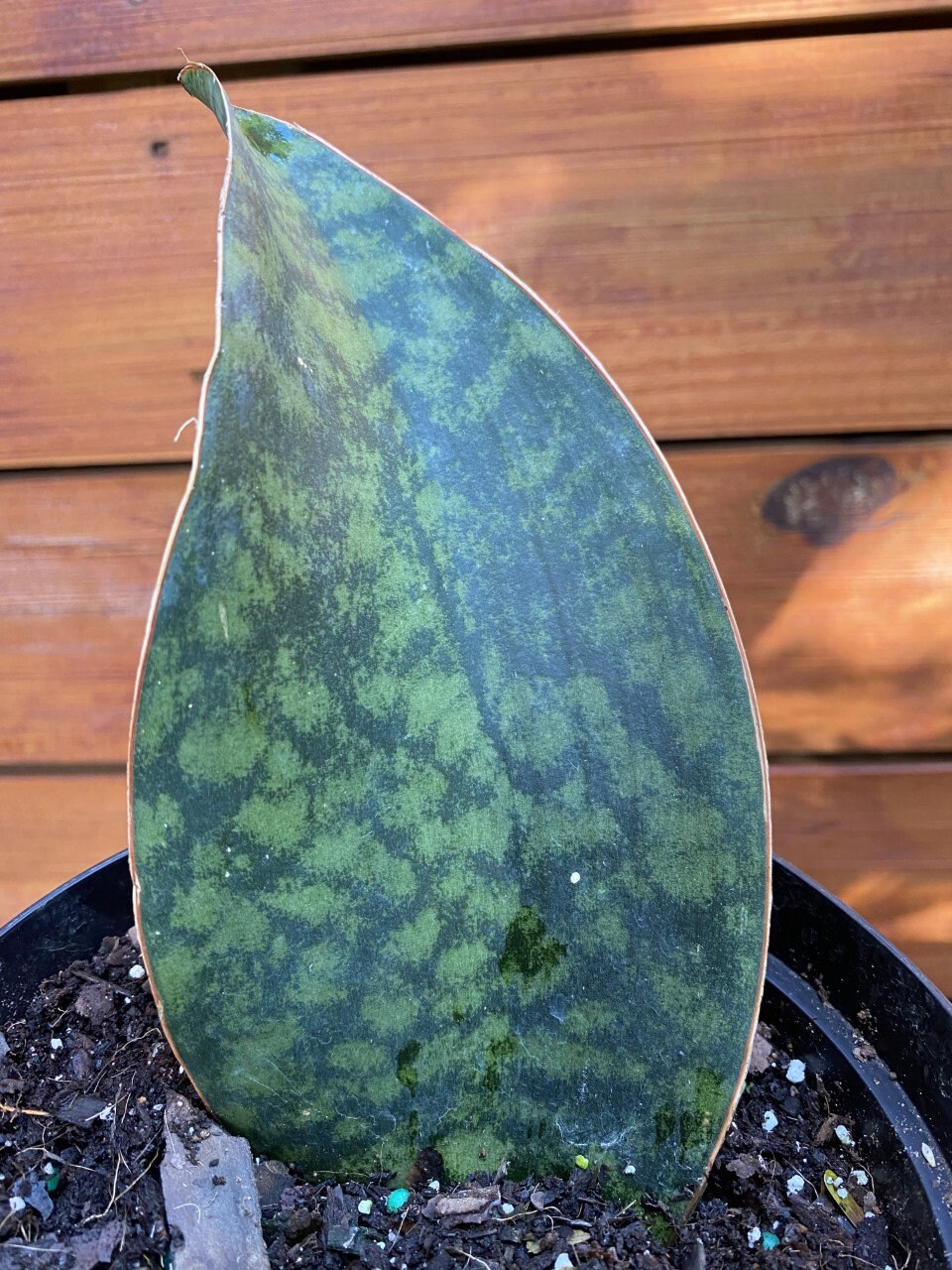 Sansevieria Masoniana Sansevieria Whale Fin Snake Plant In Etsy Singapore