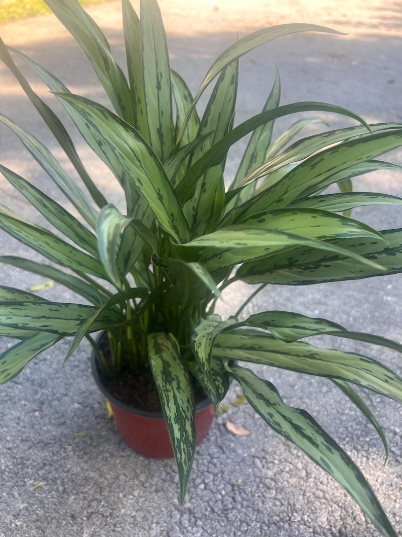 TropicalplantsFL Aglaonema Cutlass - Thumbnail 2