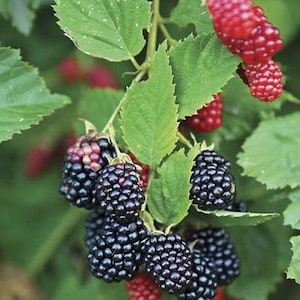 Blackberry Plant in 6&quot; Pot , Big Daddy Black Berry Bush