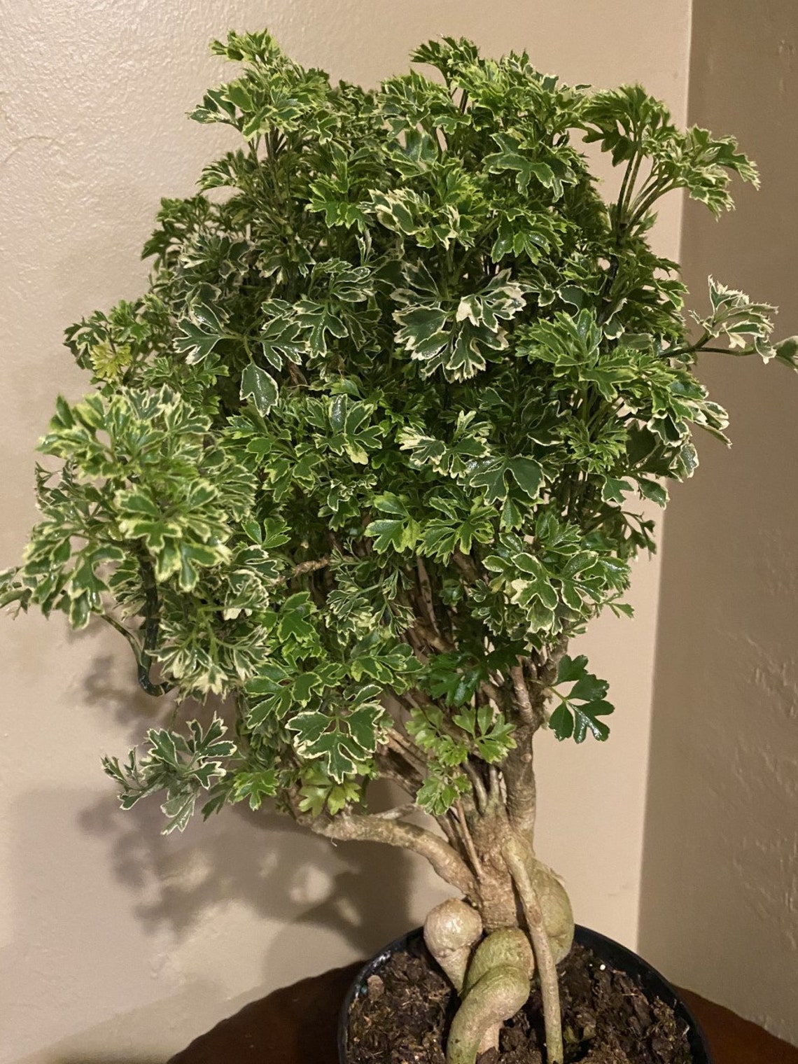 Variegated Ming Aralia Parsley Snowflake Live Plant in Etsy