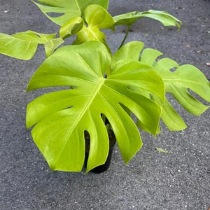 Monstera Deliciosa White Lava - Etsy