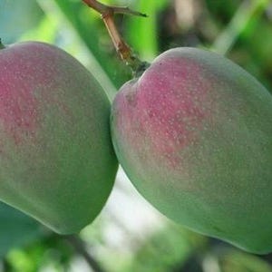 Grafted, Keitt  Mango Tree. grafted in 1/2  gallon pot, dwarf mango, live plant