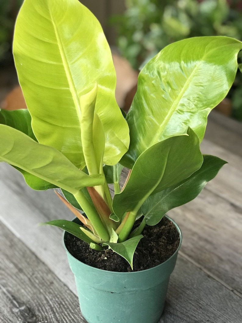 philodendron moonlight
