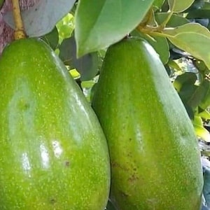 Avocado &#39;Choquette&#39;, Persia americana Tree  , Grafted in 6&quot; Pot