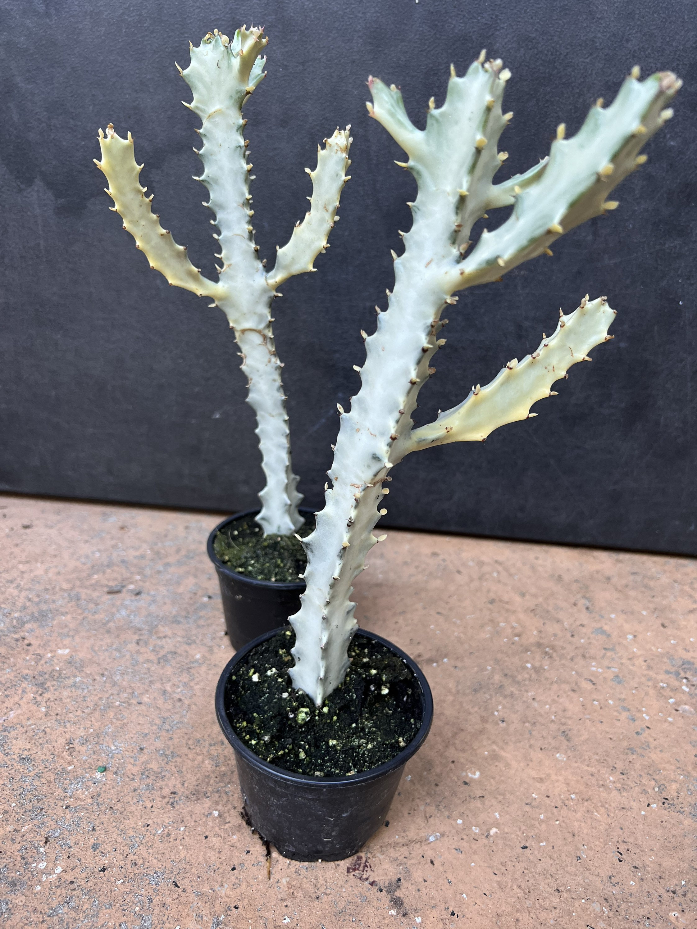 Euphorbia lactea 'White Ghost' 4"