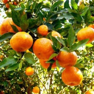 Glenn Navel Orange Tree in half Gallon Pot, Grafted,  Florida Shipping Only