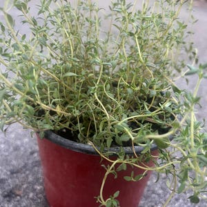 May include: A potted thyme plant with small green leaves and thin stems. The plant is in a red plastic pot with a black rim. The thyme is a culinary herb often used in cooking.
