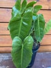 Philodendron Burle Marx, in 6' Pot 