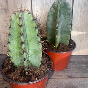 Cereus Peruvianus Cactus   in 6" Pot,  Giant Peruvian Apple Cactus