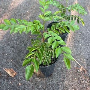 Puede incluir: Dos plantas de hojas de curry en maceta con hojas verdes en macetas negras. Las plantas est&aacute;n sobre una superficie gris texturizada.