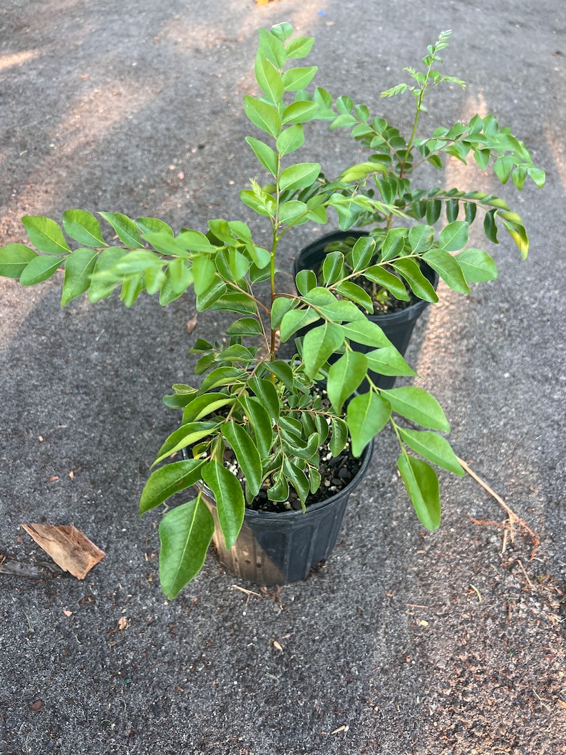 Puede incluir: Dos plantas de hojas de curry en maceta con hojas verdes en macetas negras. Las plantas est&aacute;n sobre una superficie gris texturizada.