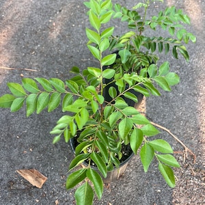 Puede incluir: Dos plantas de hojas de curry en maceta con hojas verdes. Las plantas est&aacute;n en macetas negras y est&aacute;n creciendo en un &aacute;rea de grava gris.
