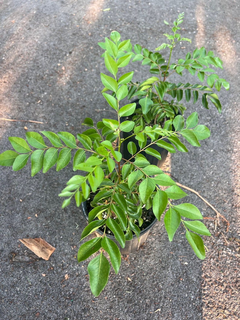 Puede incluir: Dos plantas de hojas de curry en maceta con hojas verdes. Las plantas est&aacute;n en macetas negras y est&aacute;n creciendo en un &aacute;rea de grava gris.