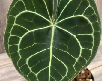 Anthurium Clarinervium- 4”Pot -Rare Aroid