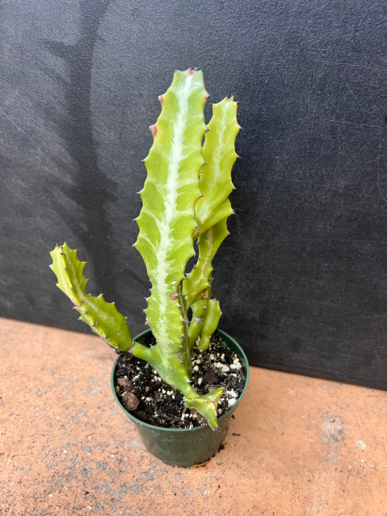 Euphorbia Lactea Variegated in 4 Pot, rare image 4