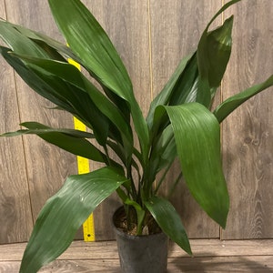 CAST IRON PLANT Aspidistra elatior 6 pot image 1