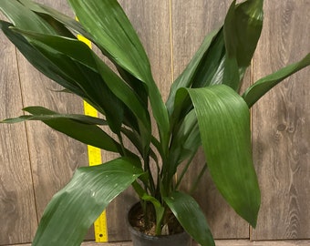 CAST IRON PLANT - Aspidistra elatior - 6" pot