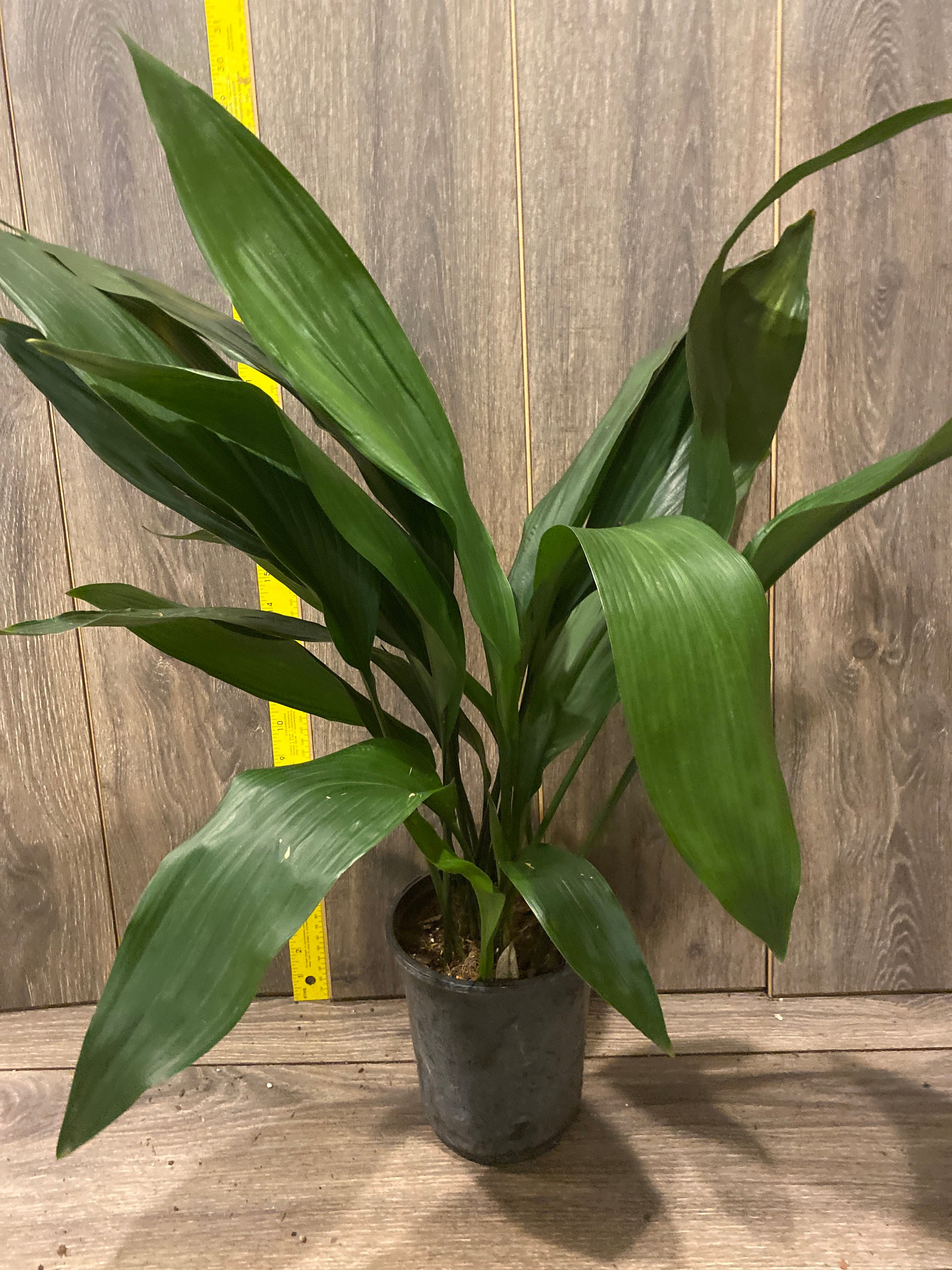 Cast Iron Plant Aspidistra