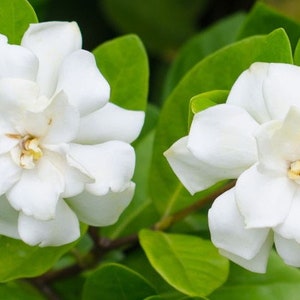 Gardenia in 4&quot; pot