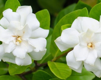 Gardenia in 4" pot