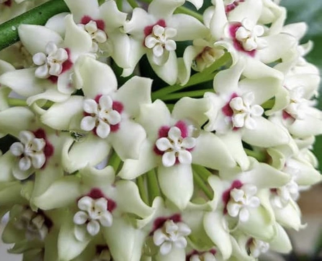 Hoya Australis LIsa  in 6"  Pot
