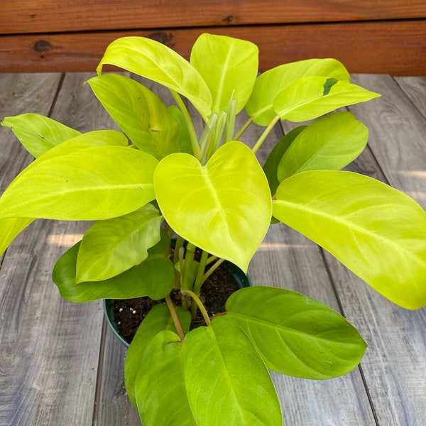 Philodendron Golden Goddess ~  6" pot or 8" pot