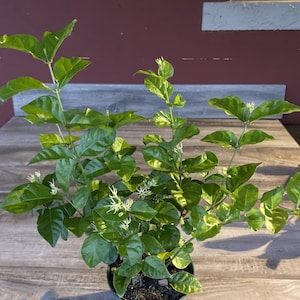 May include: A potted green jasmine plant with white flowers in a green pot. The plant is on a wooden surface.