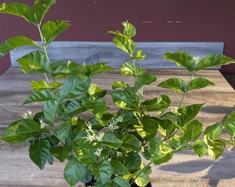 Sambac Arabian Jasmine Low Maintenance Live Plant, 6" Pot, Fragrance, Flowers and Brilliant Green Leaves