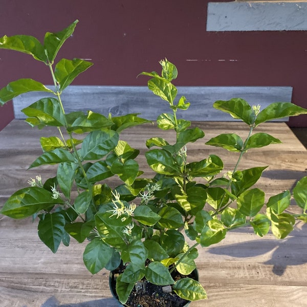 Sambac Arabian Jasmine Low Maintenance Live Plant, 6" Pot, Fragrance, Flowers and Brilliant Green Leaves