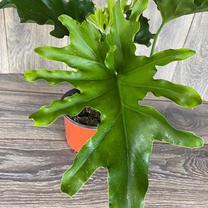 Philodendron ‘Lickety Split’  in 6" pot