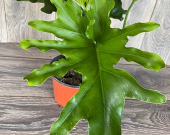 Philodendron ‘Lickety Split’  in 6" pot