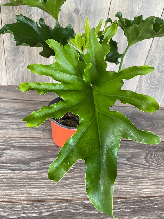 Philodendron 'Lickety Split' in 6" pot - Etsy sterreich