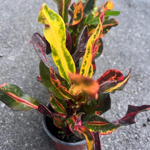 May include: A potted plant with vibrant red, yellow, and green leaves. The leaves have a variegated pattern and are arranged in a lush, tropical style.