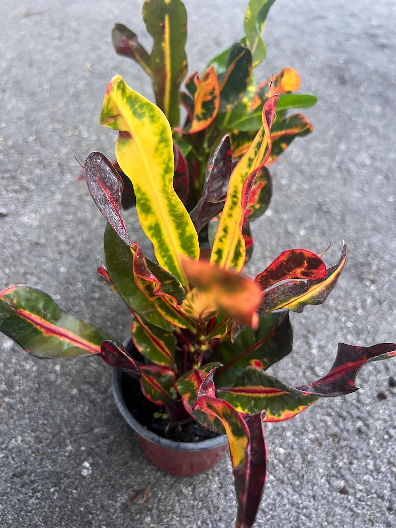 May include: A potted plant with vibrant red, yellow, and green leaves. The leaves have a variegated pattern and are arranged in a lush, tropical style.